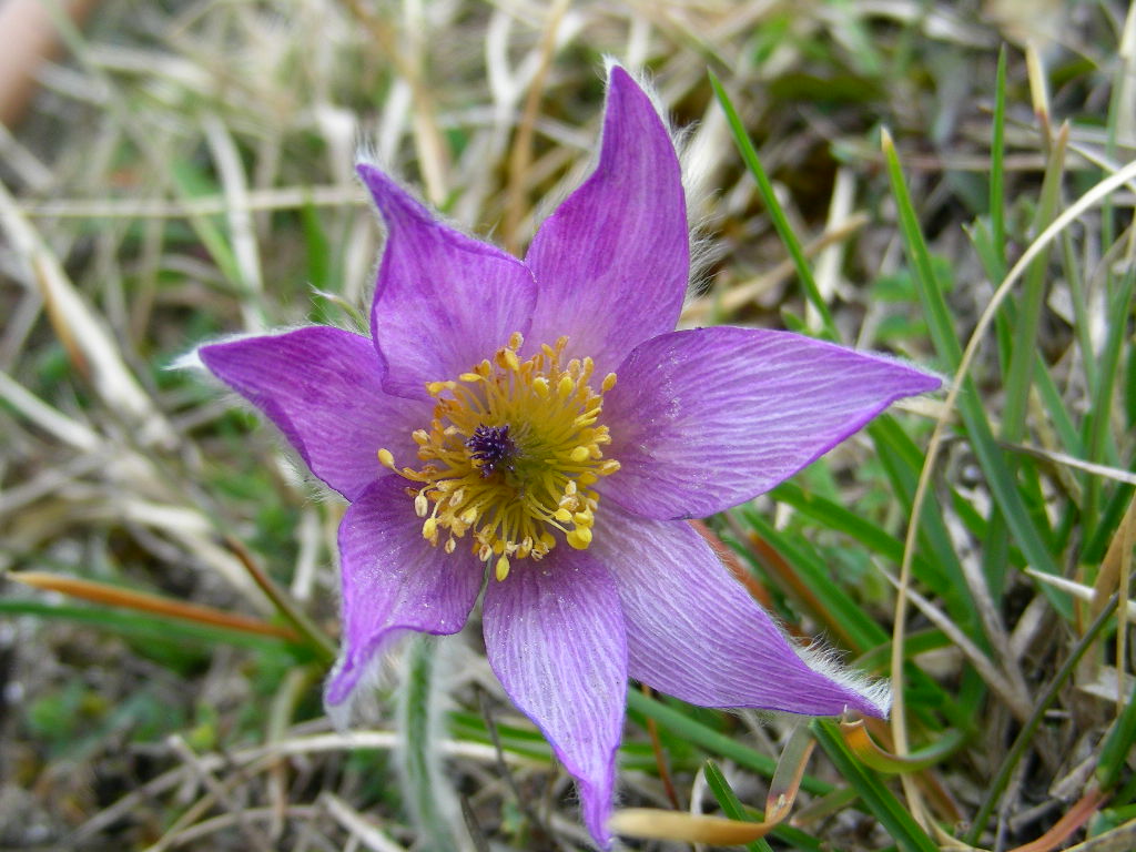 Pulsatilla vulgaris / Pulsatilla comune